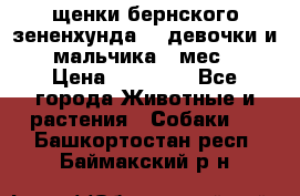 щенки бернского зененхунда. 2 девочки и 2 мальчика(2 мес.) › Цена ­ 22 000 - Все города Животные и растения » Собаки   . Башкортостан респ.,Баймакский р-н